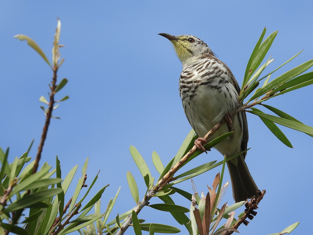 Bar-breasted Honeyeater - ML615280321