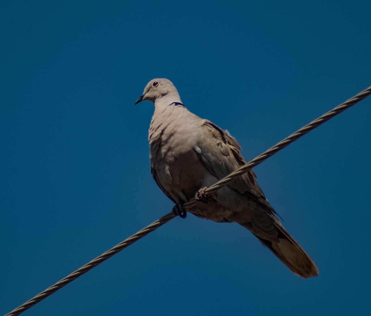 Eurasian Collared-Dove - ML615280330