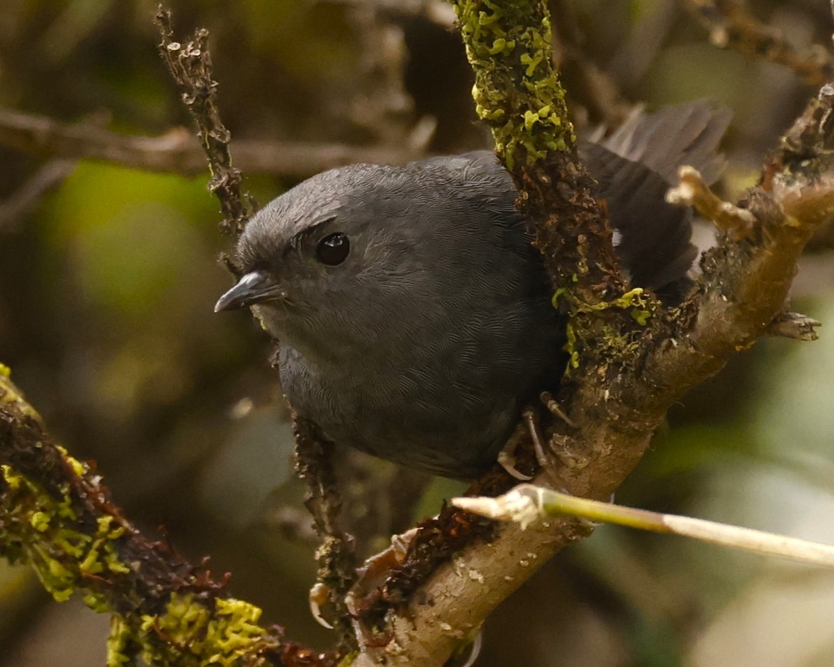 Loja Tapaculo - ML615280346