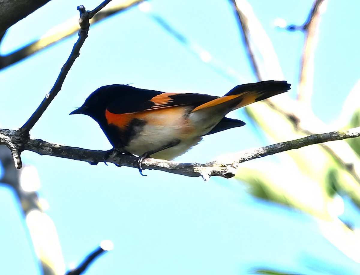 American Redstart - ML615280374