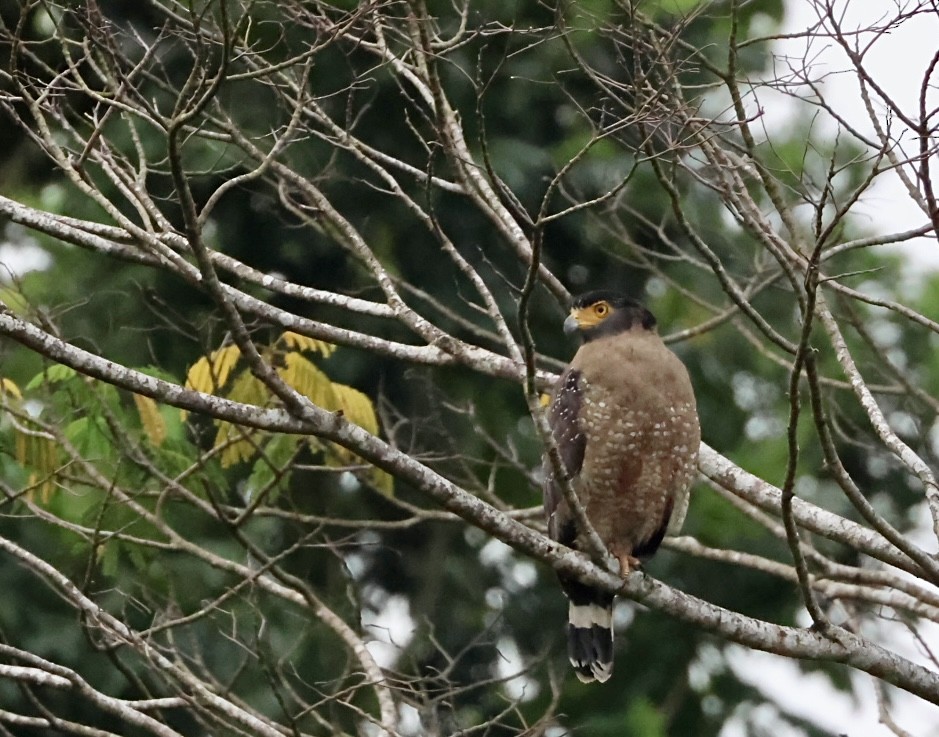 Crested Serpent-Eagle - ML615280405