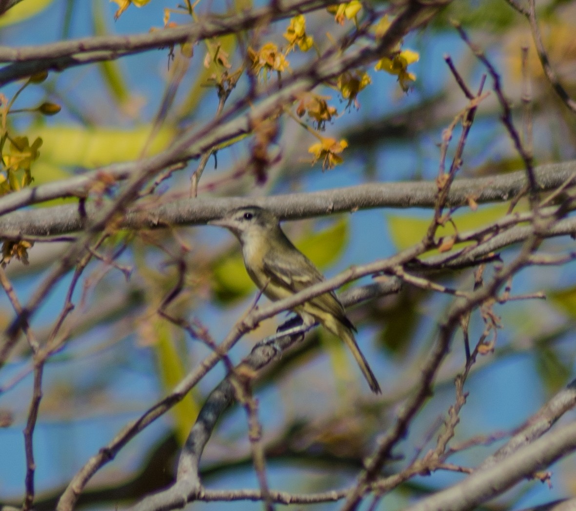 Bell's Vireo - oswaldo saballos