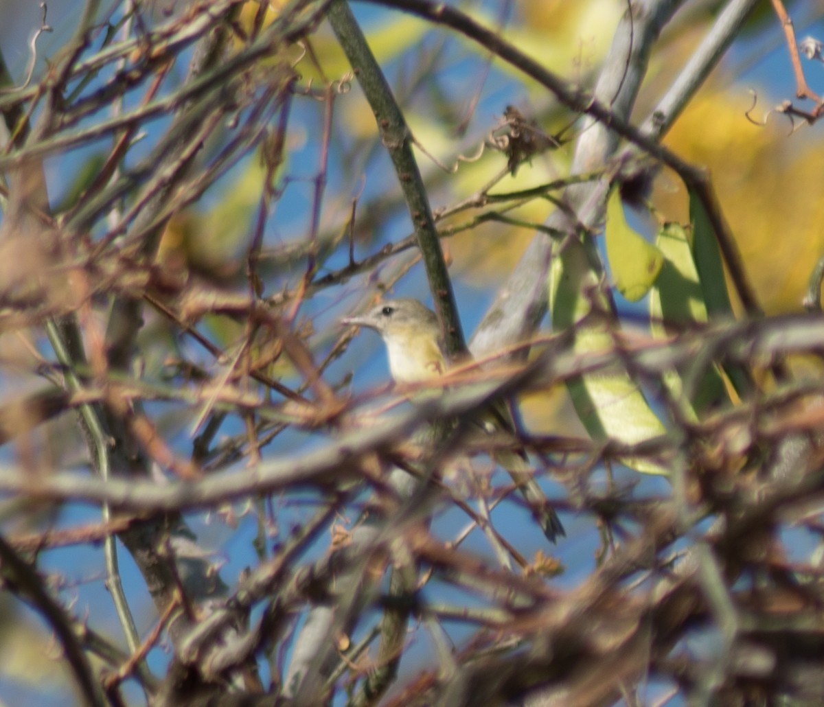 Bell's Vireo - oswaldo saballos