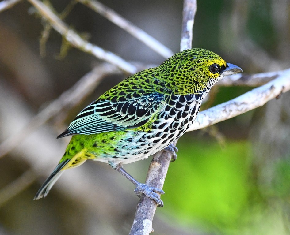 Speckled Tanager - ML615280548