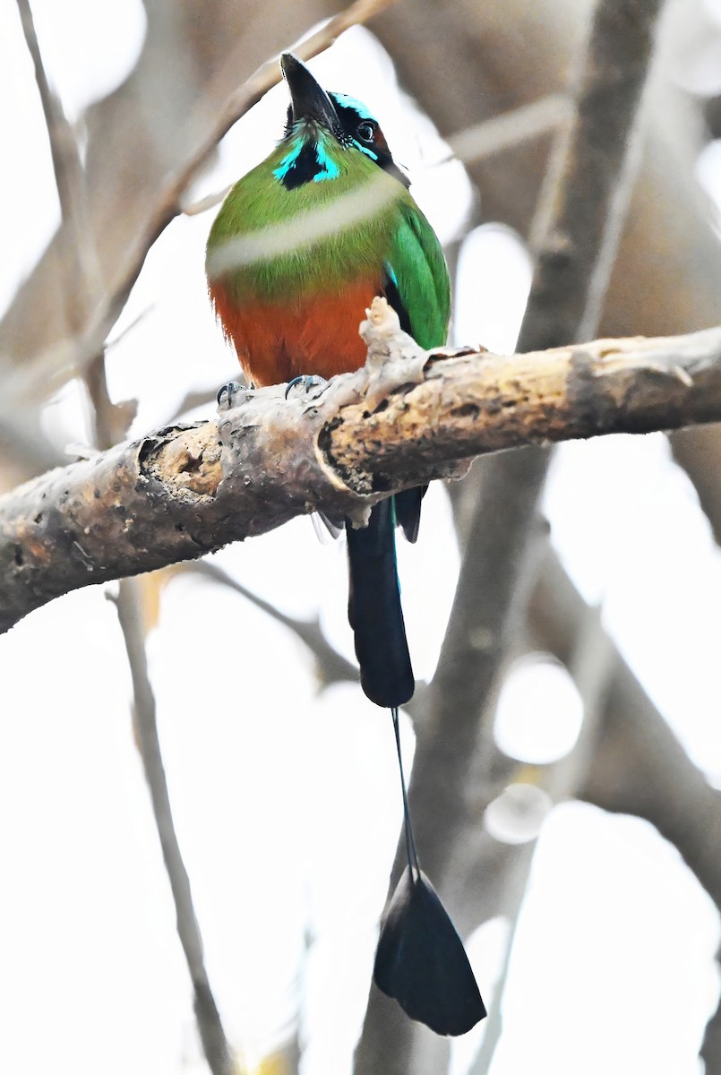 Motmot à sourcils bleus - ML615280554