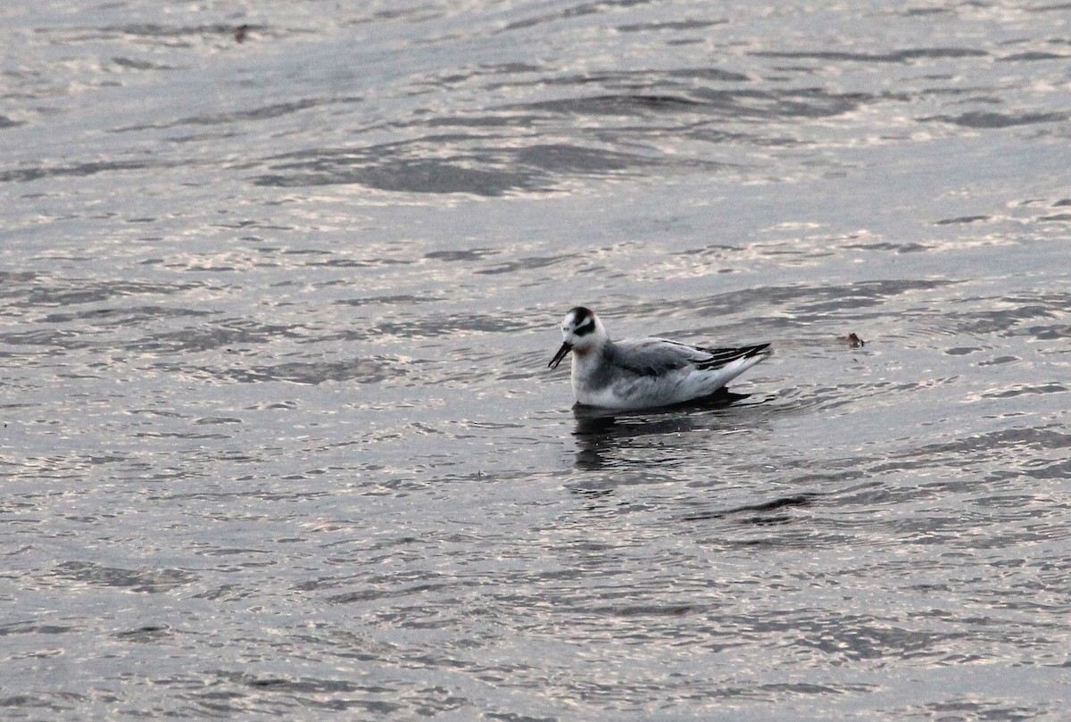 Phalarope à bec large - ML615280618