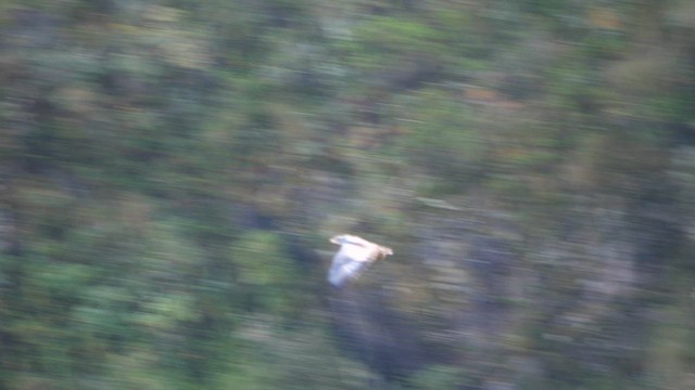 Black-chested Buzzard-Eagle - ML615280647