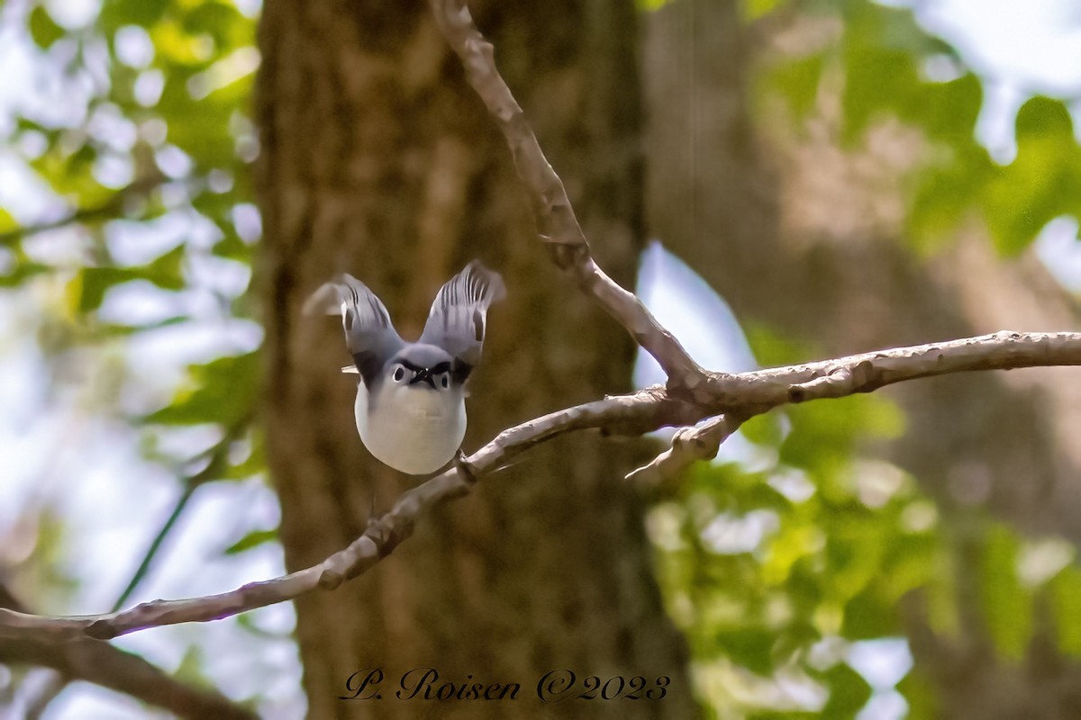 Blue-gray Gnatcatcher - Paul Roisen