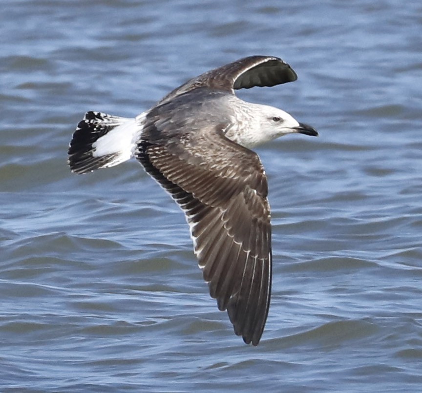 Lesser Black-backed Gull - ML615280693