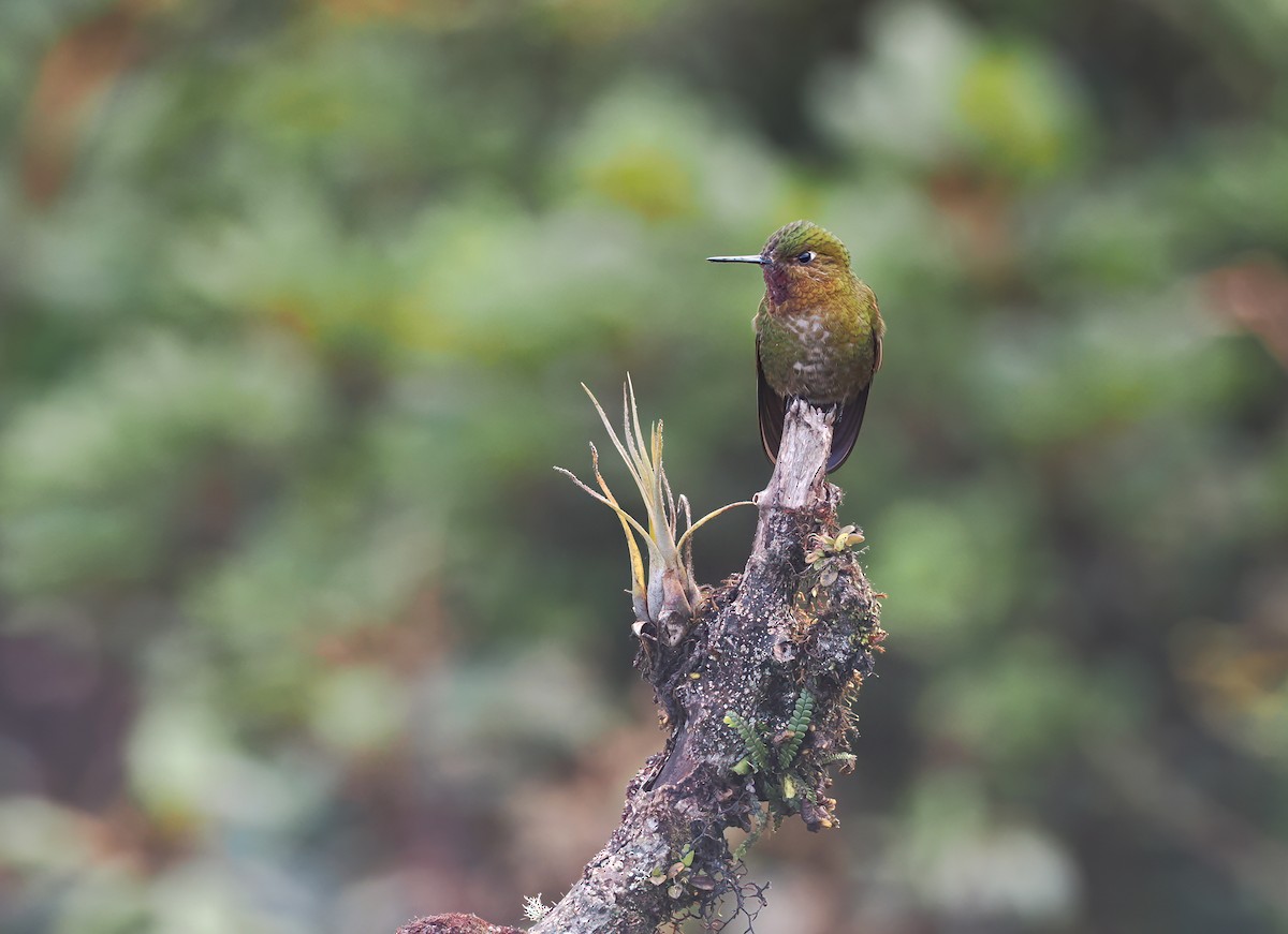 kolibřík rudohrdlý - ML615280694