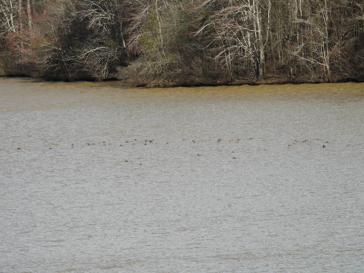 Ruddy Duck - ML615280706