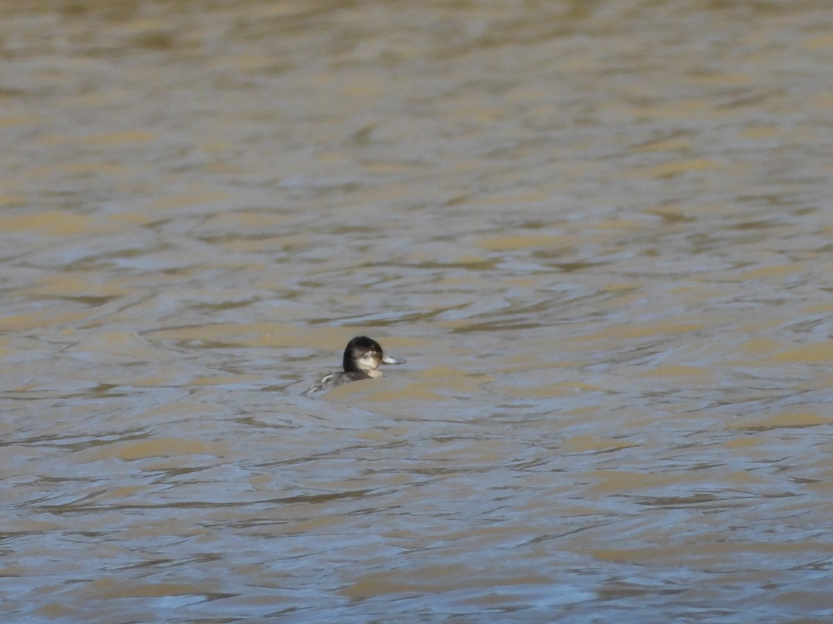 Ruddy Duck - ML615280707