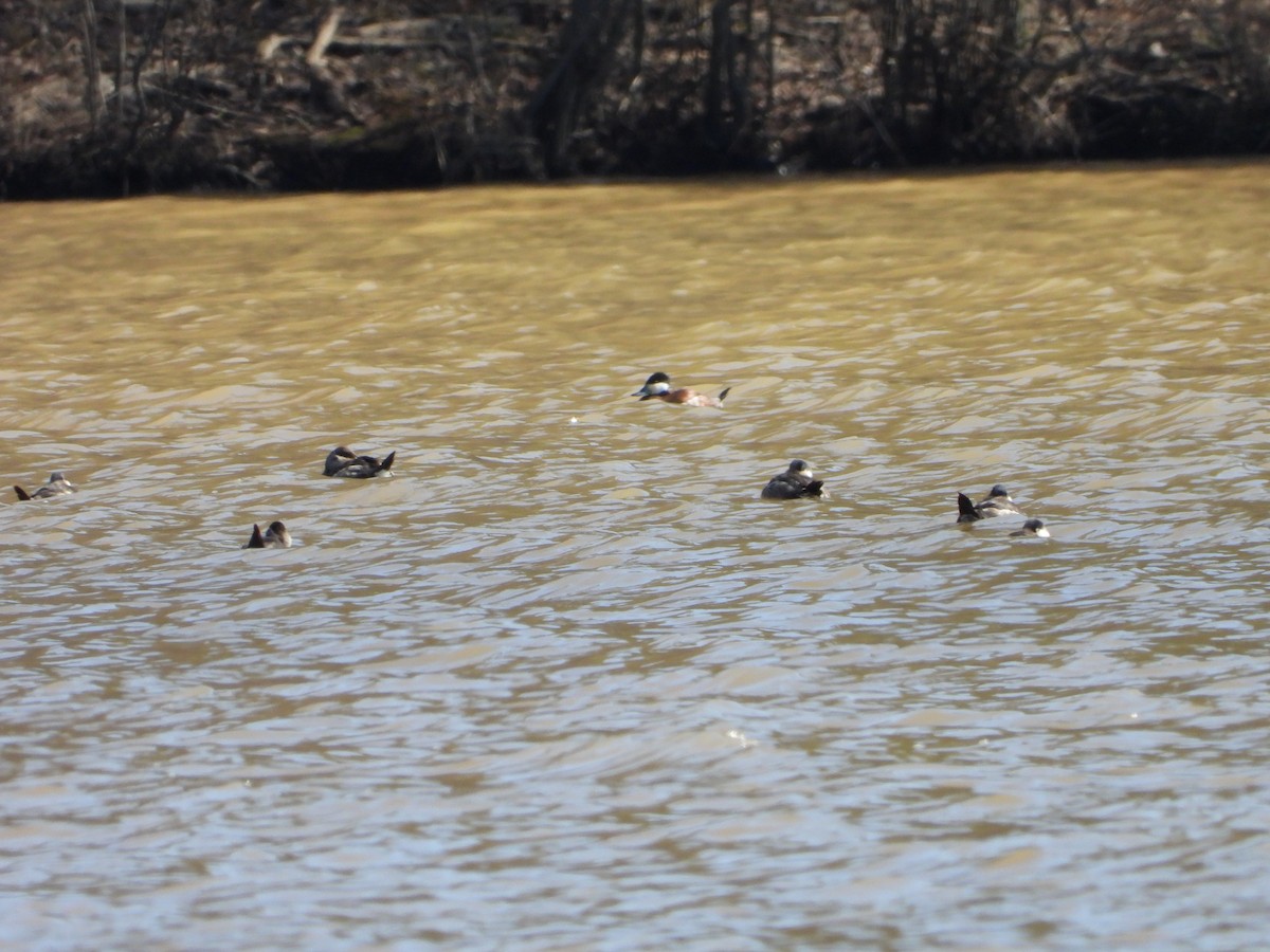 Ruddy Duck - ML615280708