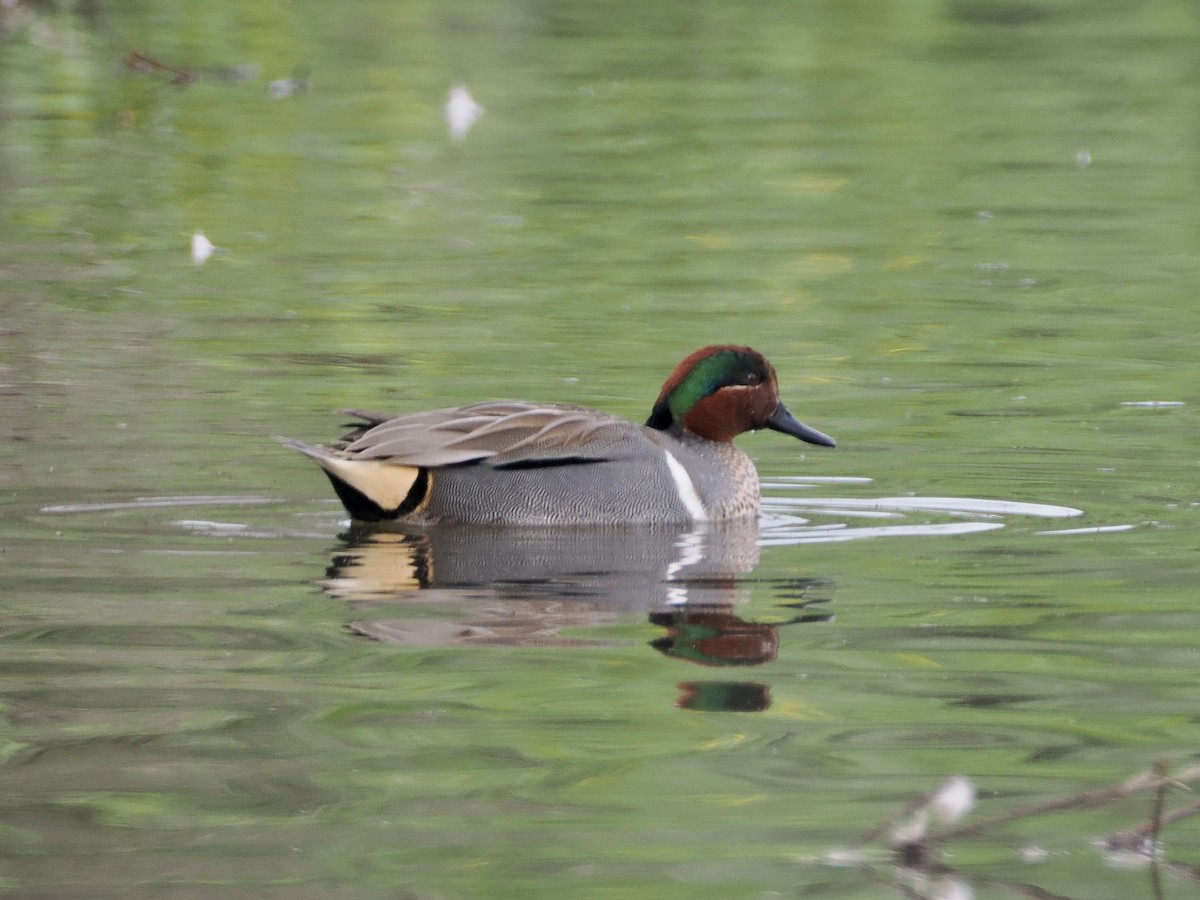 Green-winged Teal - ML615280723
