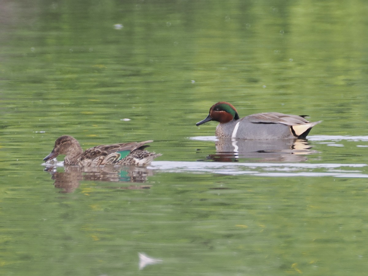 Green-winged Teal - ML615280724