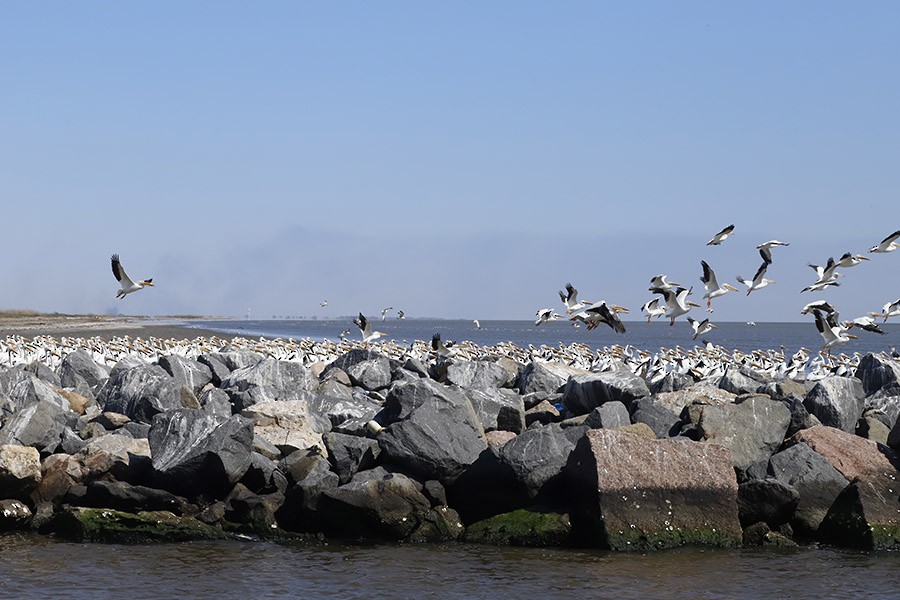 American White Pelican - ML615280737