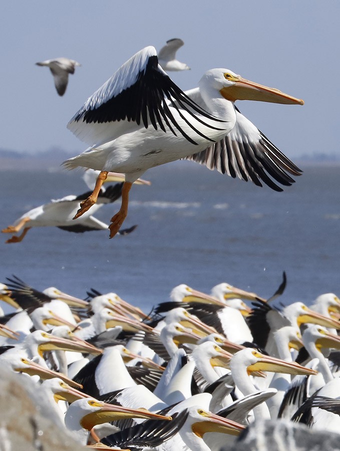 American White Pelican - ML615280738