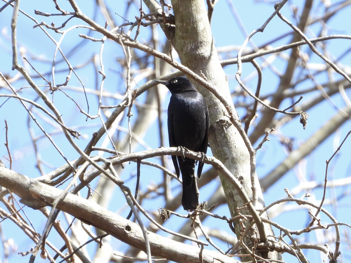 Rusty Blackbird - ML615280739