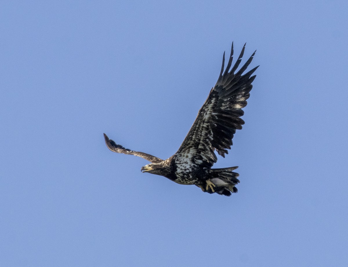 Bald Eagle - David Sexton