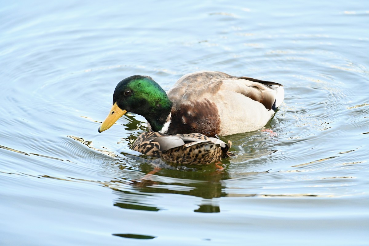 Mallard - David Napravnik