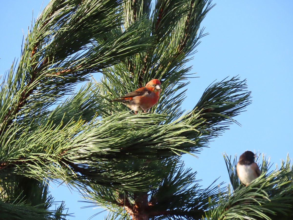 Bec-croisé des sapins - ML615280839