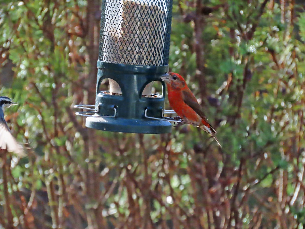 Red Crossbill - ML615280907