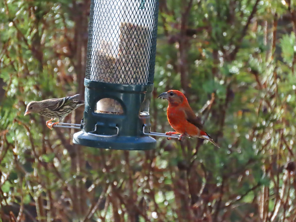 Red Crossbill - ML615280931