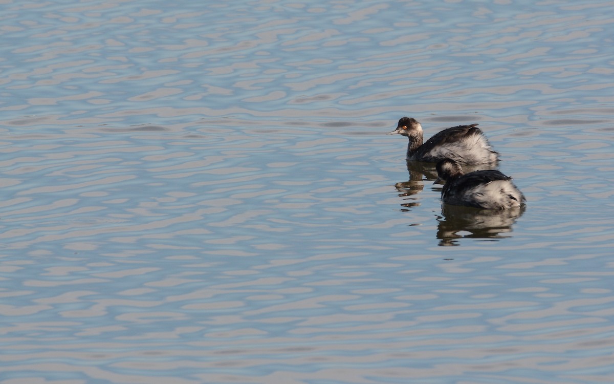 Eared Grebe - ML615281036