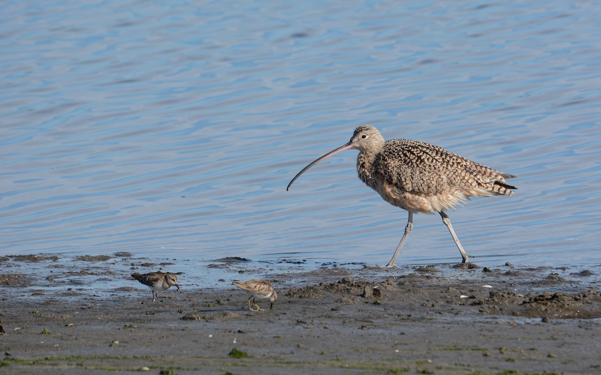 Long-billed Curlew - Luis Trinchan