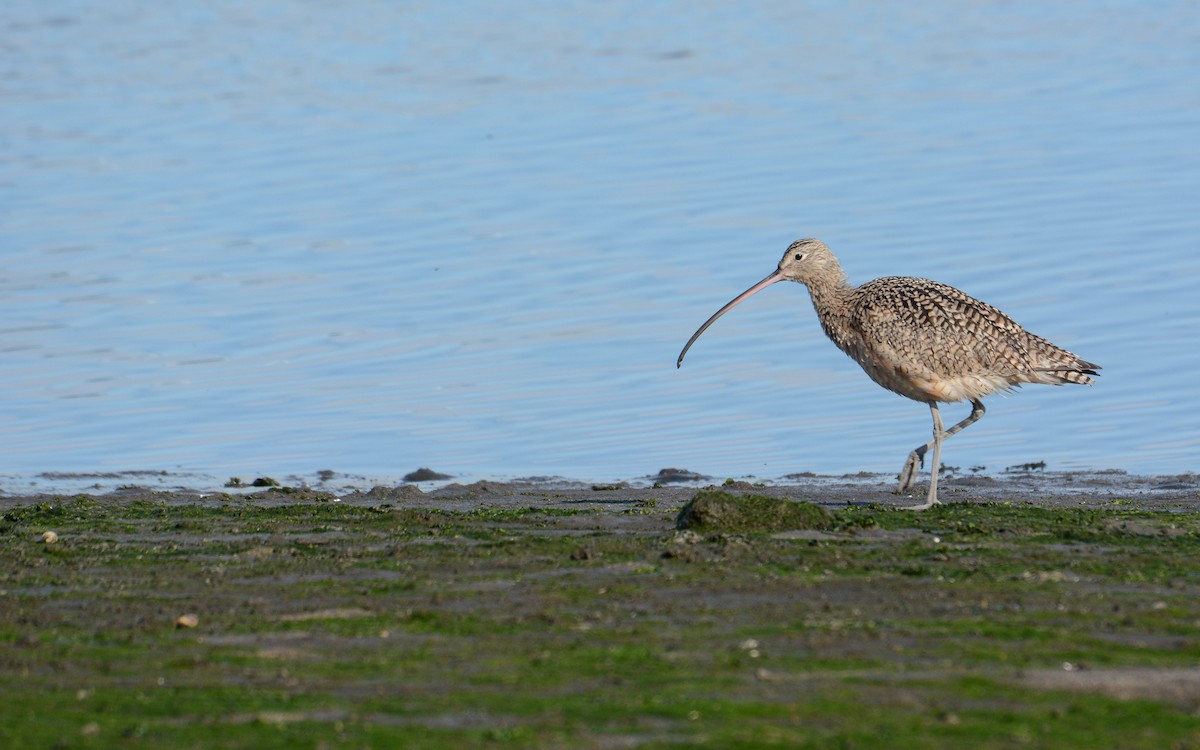 Long-billed Curlew - Luis Trinchan