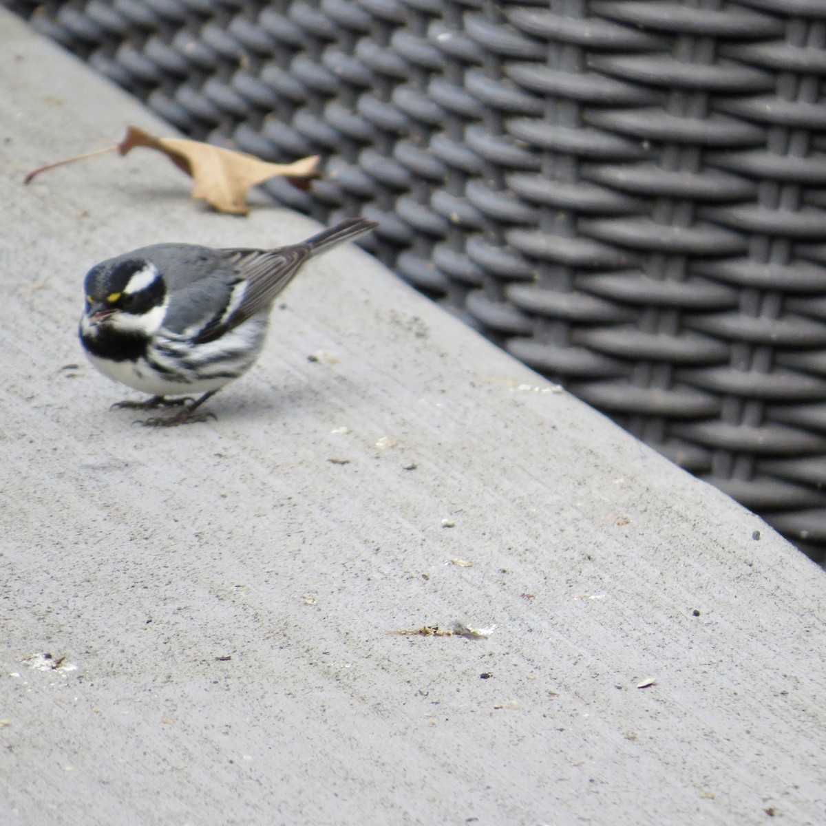 Black-throated Gray Warbler - ML615281128