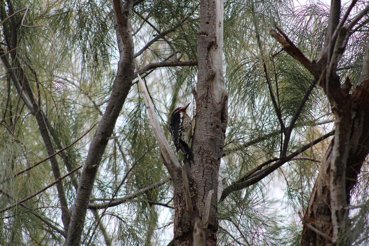 Red-naped x Red-breasted Sapsucker (hybrid) - ML615281157