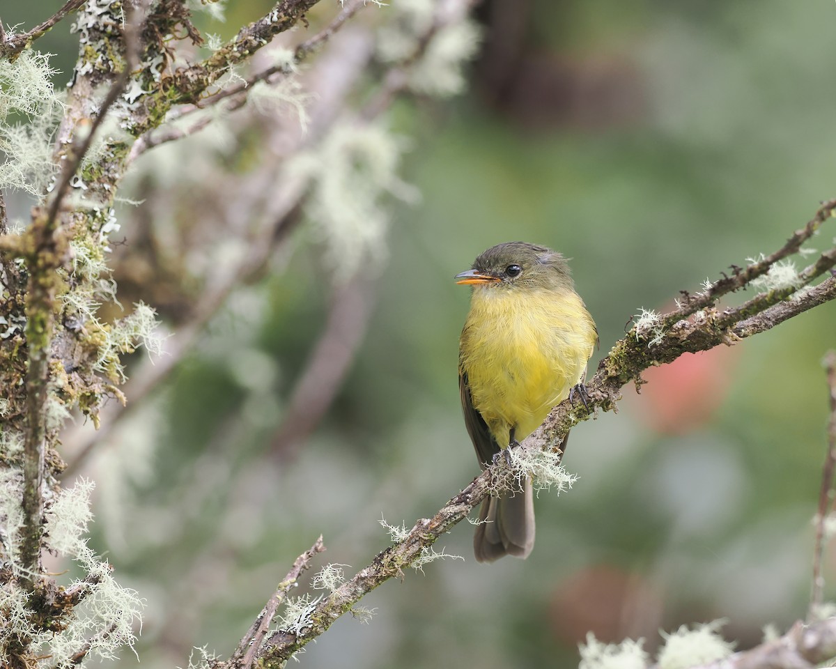 Orange-banded Flycatcher - Sam Woods