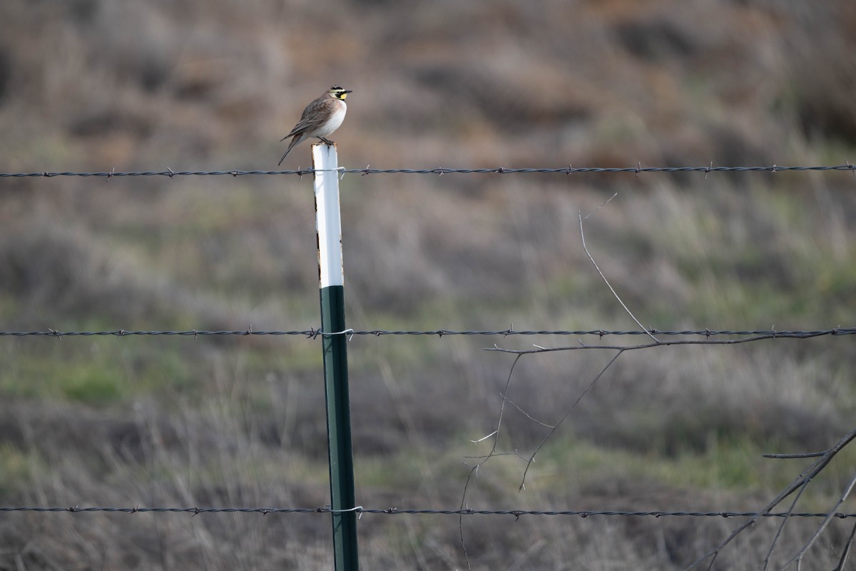 Horned Lark - Melissa P