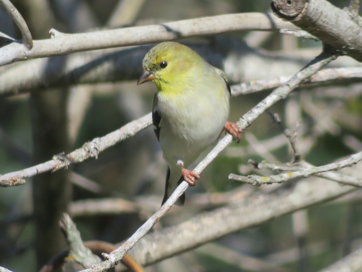 American Goldfinch - Paul Sellin