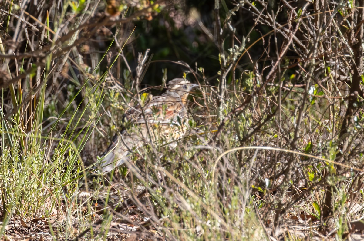 eBird Checklist - 25 Feb 2024 - Unnamed Road, Cotter River, Australian ...