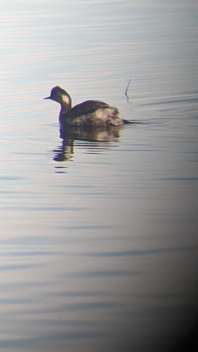 Eared Grebe - ML615281300