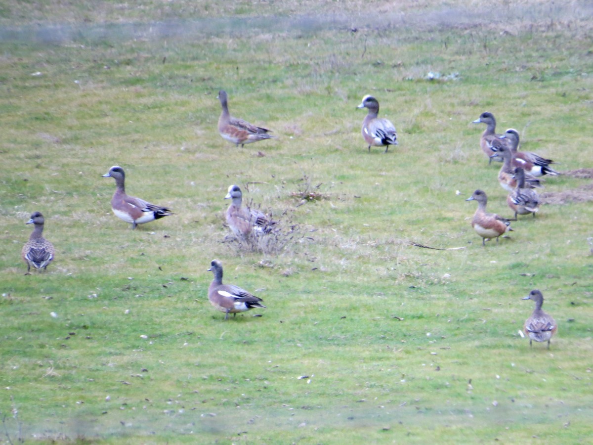 American Wigeon - ML615281450