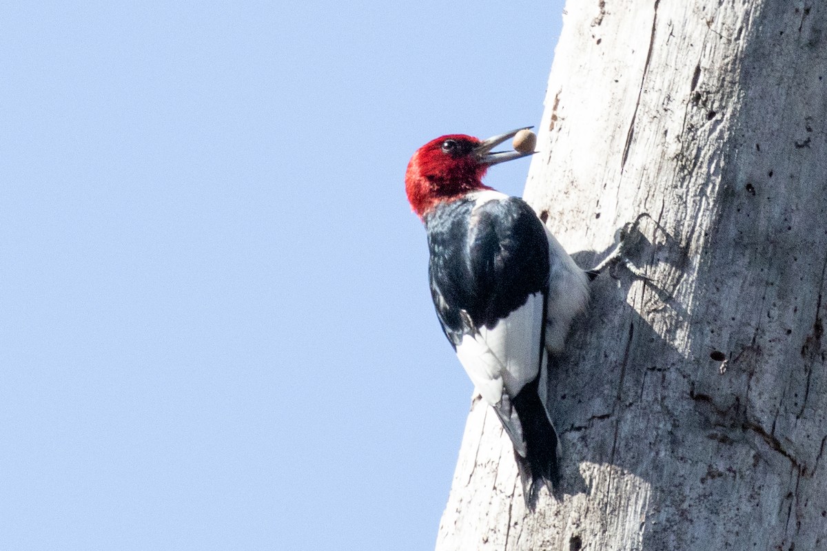 Red-headed Woodpecker - ML615281451