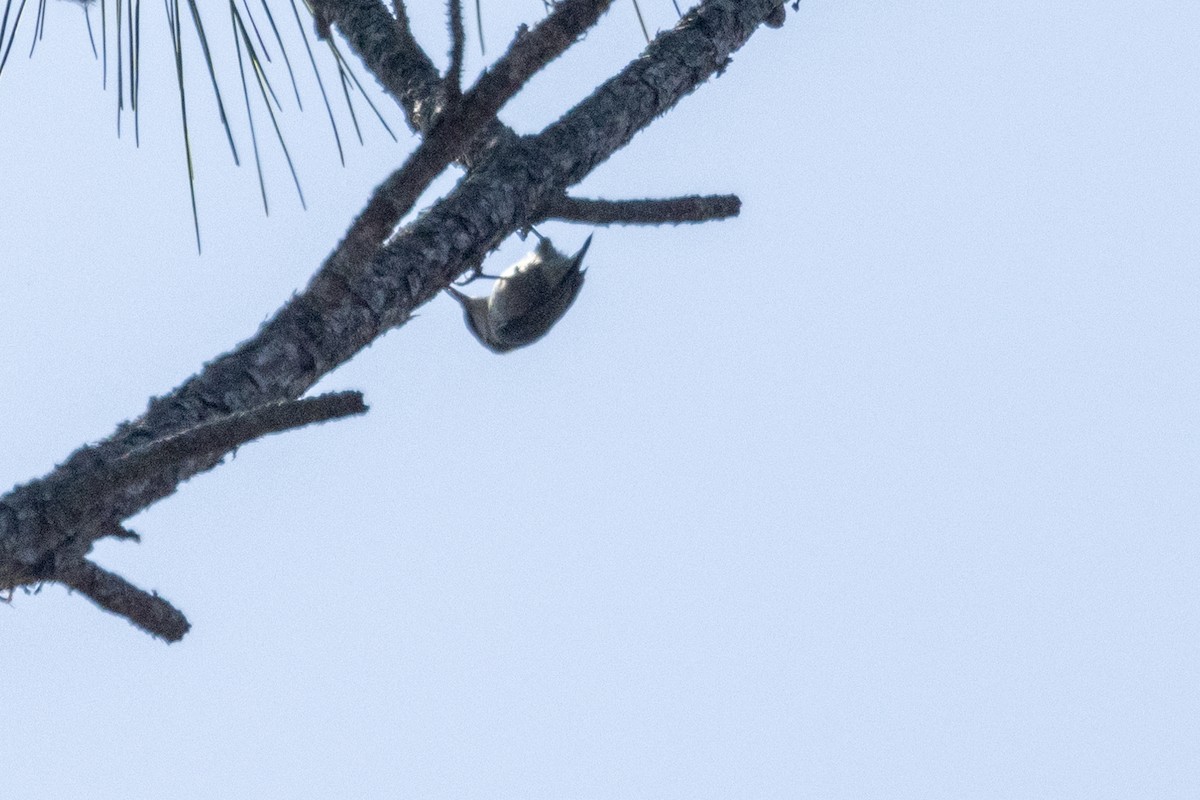 Brown-headed Nuthatch - ML615281471