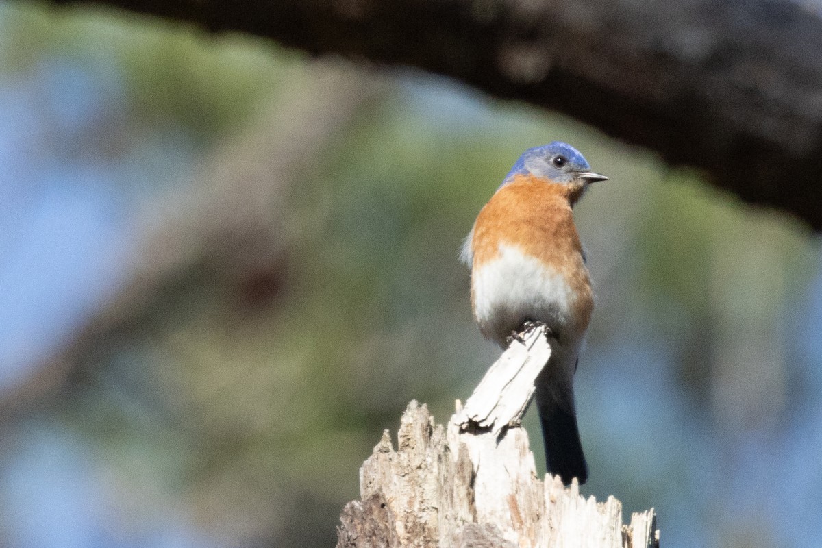 Eastern Bluebird - ML615281482