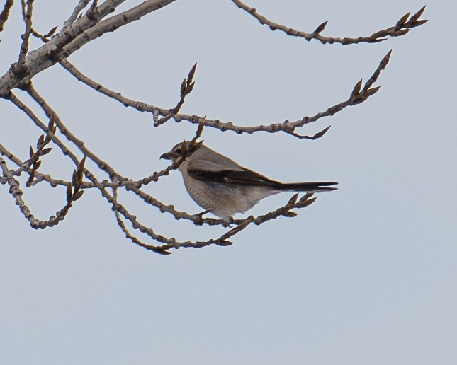 Northern Shrike - ML615281528