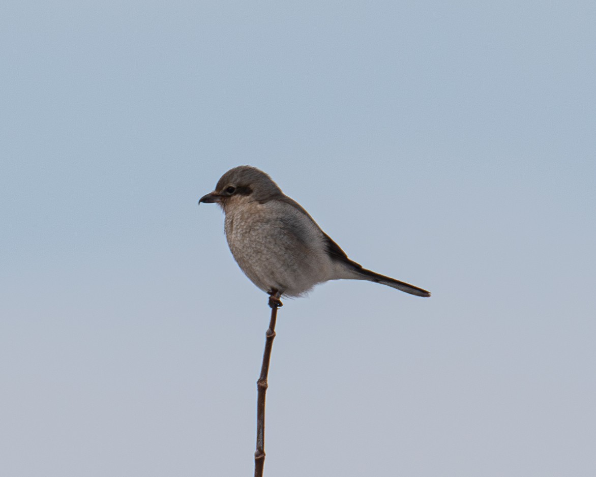 Northern Shrike - ML615281530