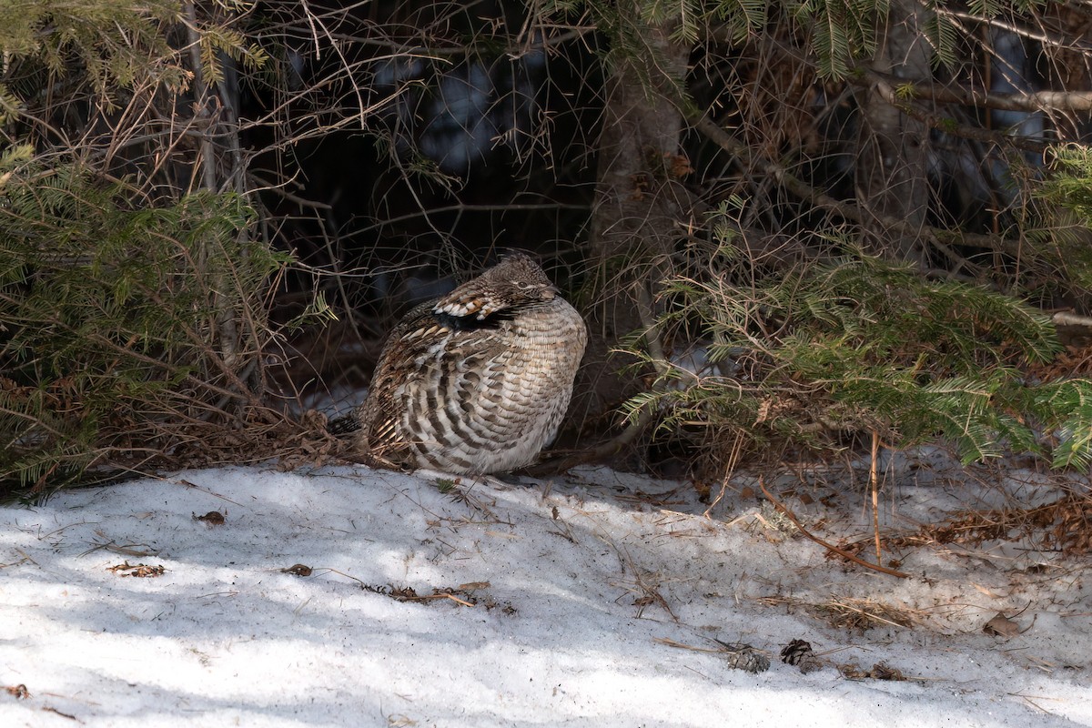 Ruffed Grouse - ML615281546