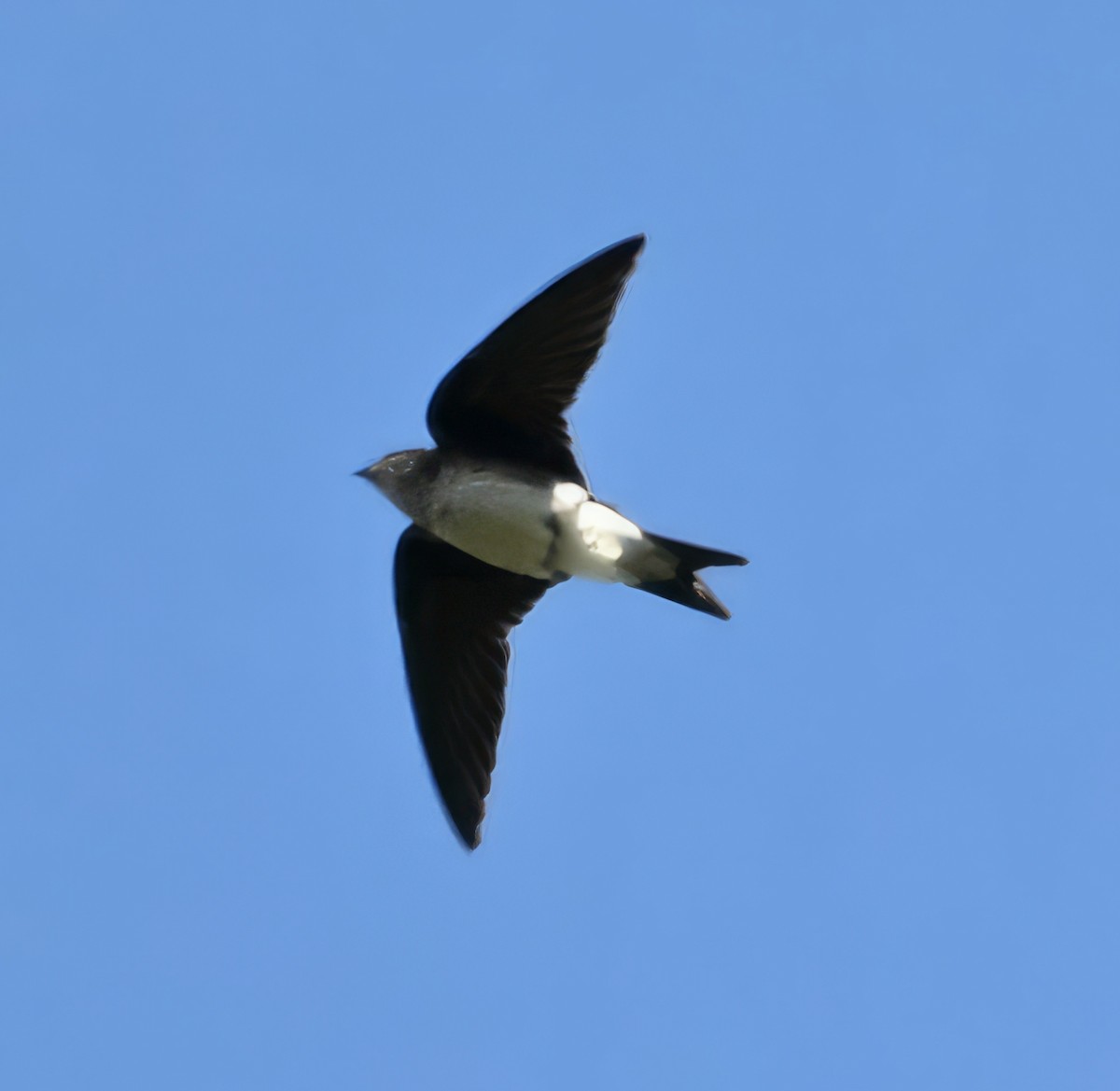 Golondrina Pechigrís - ML615281578