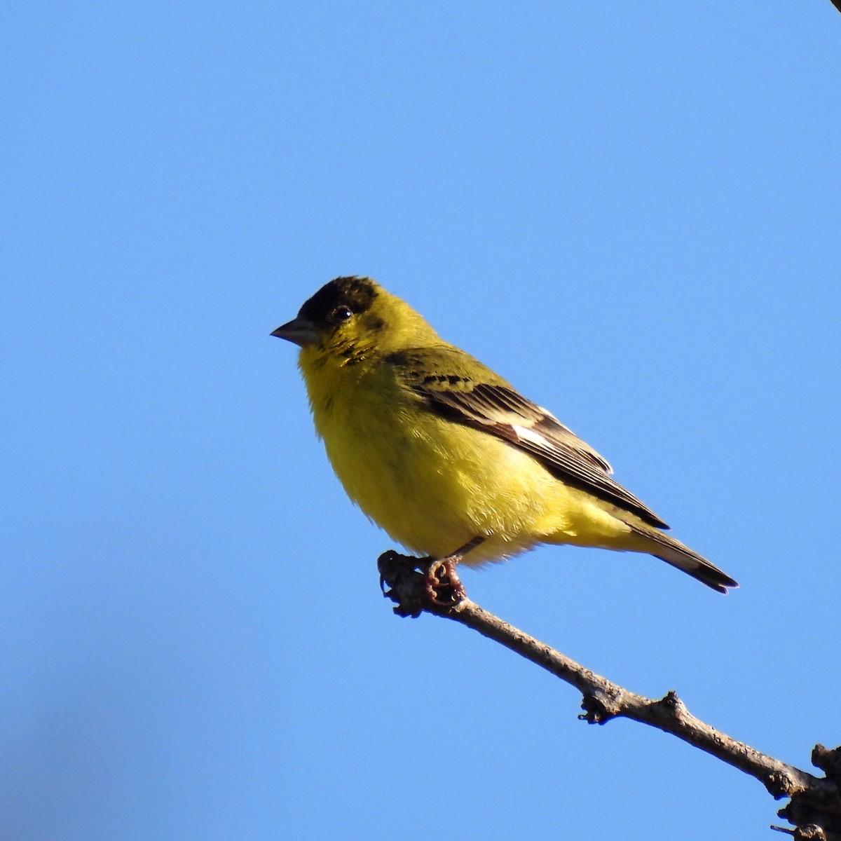 Lesser Goldfinch - Susan Kirkbride