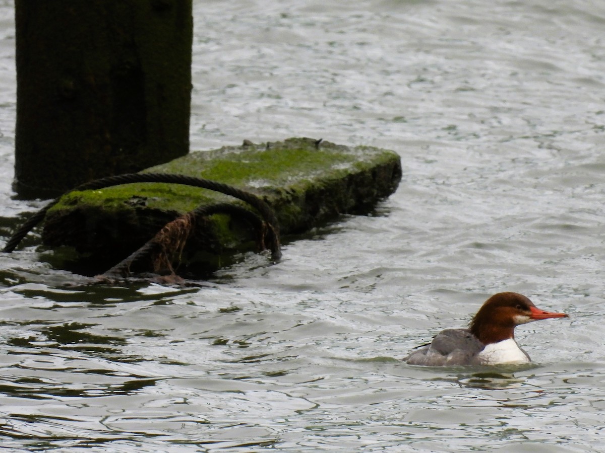 Common Merganser - Tina Toth