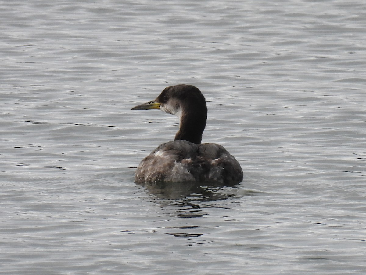 Red-necked Grebe - ML615281595