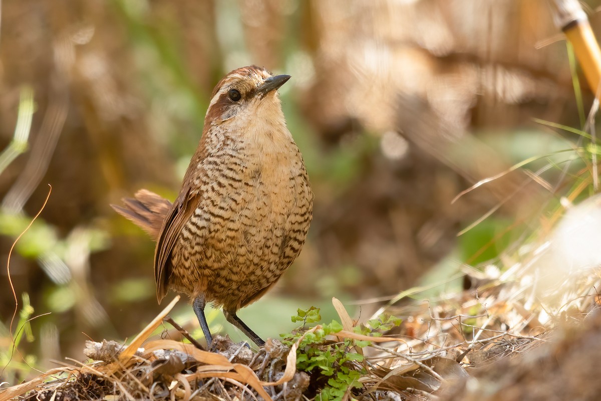 White-throated Tapaculo - Ilya Povalyaev