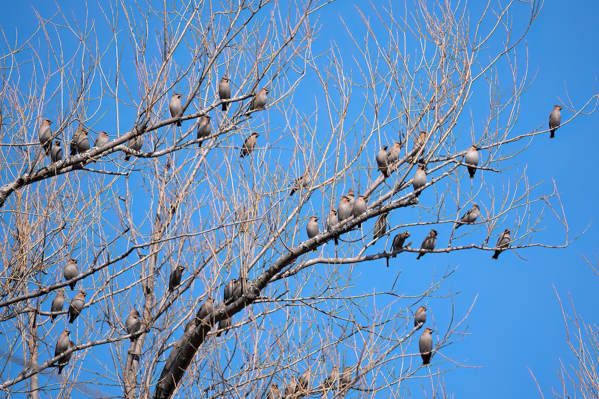 Bohemian Waxwing - ML615281616